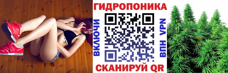 Конопля гибрид  Кирс 